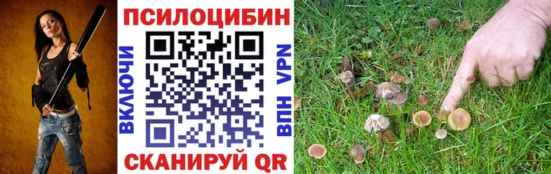 дарнет шоп  Курганинск  Псилоцибиновые грибы Psilocybine cubensis 